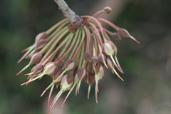 Madhuca longifolia var. longifolia